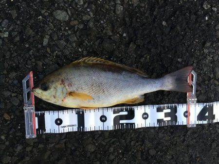 アジ釣り～飲ませ釣りまで順調